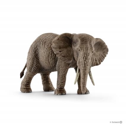 Elefante Africano, fêmea
