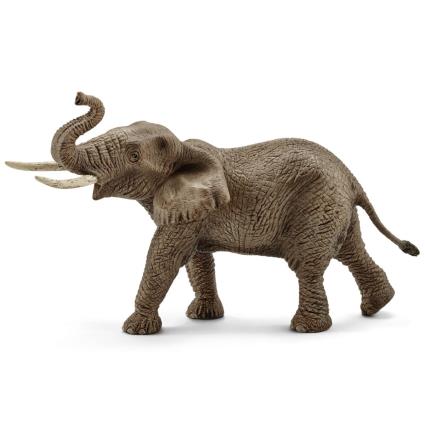 Elefante Africano, macho