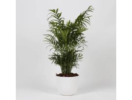Planta Natural  Chamaedorea Elegans c/Vaso (Biodegradável, Granito - Branco - 60-70 cm)