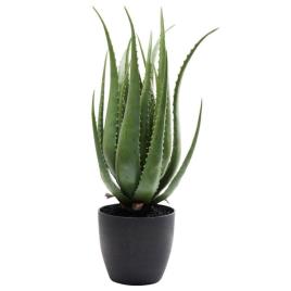 Planta decorativa Aloe