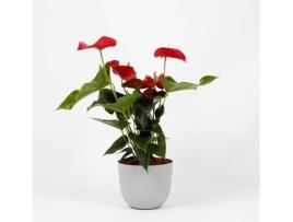 Planta Natural  Antúrio Vermelho c/Vaso (Biodegradável, Calcário - Cinzento - 60-70 cm)