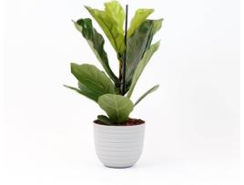 Planta Natural  Ficus Lyrata c/Vaso (Biodegradável, Calcário - Branco - 60-70 cm)